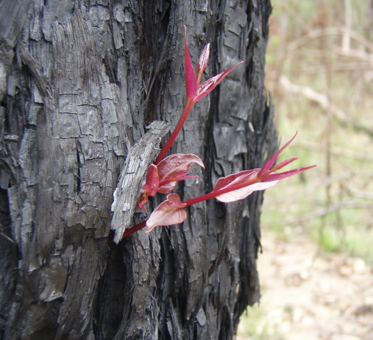plant growing off of burnt vegetation