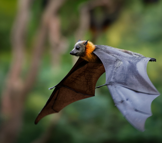 grey-headed flying fox flying