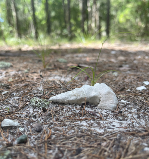 Photo of a shell on burnt ground