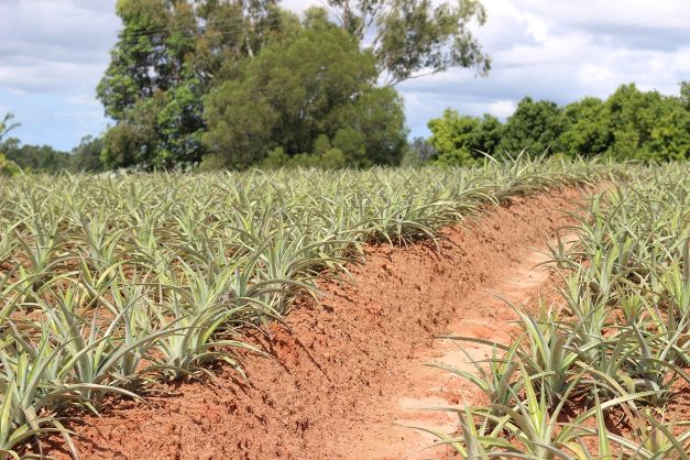 Pineapple farm in the Pumicestone passage