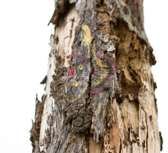 Photo of tree with aboriginal coloured artwork