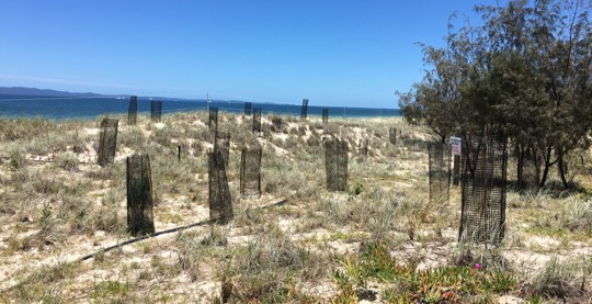 Woorim beach bribie island foreshore rehabilitation