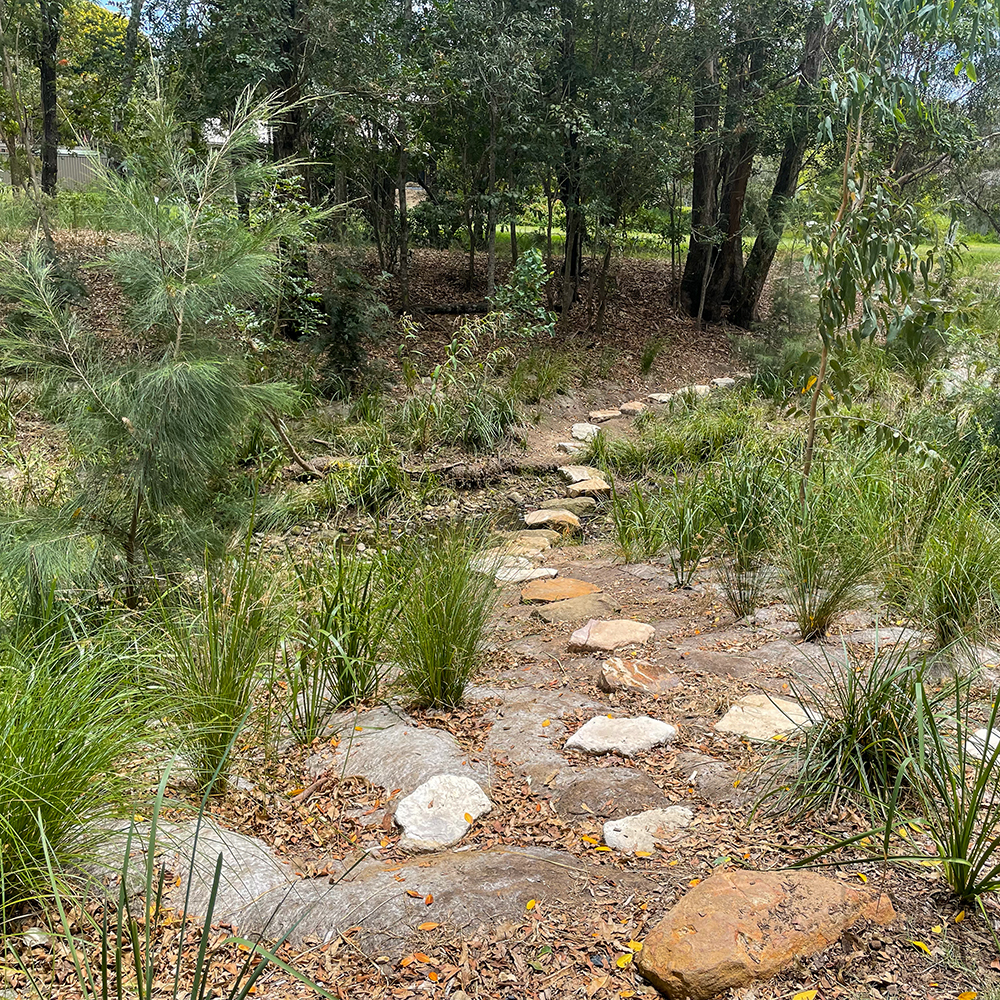 Cicada Park | CHAPEL HILL