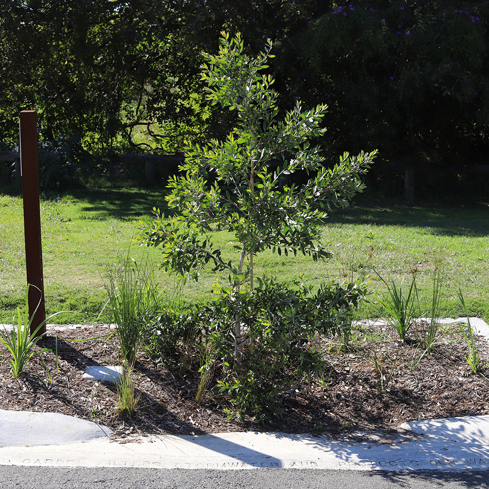 Hedley Avenue | NUNDAH